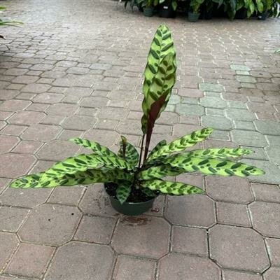 Calathea Rattlesnake