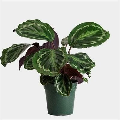 Calathea Rose Painted