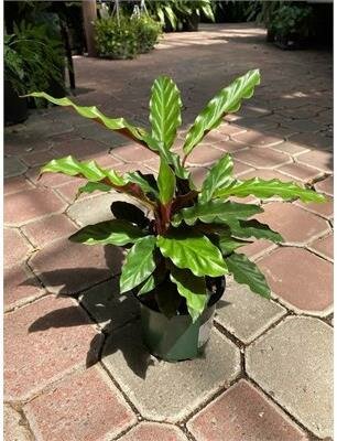 Calathea Rufibarba - image 1