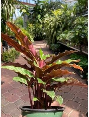 Calathea Rufibarba - image 2