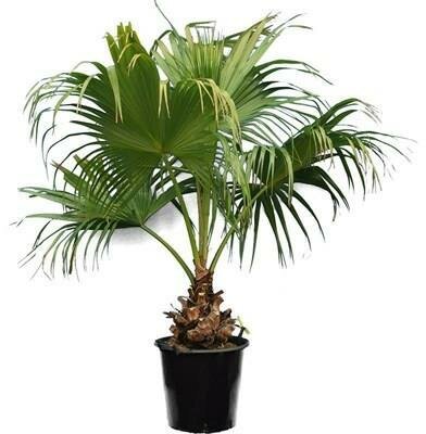 Chinese Fan Palm