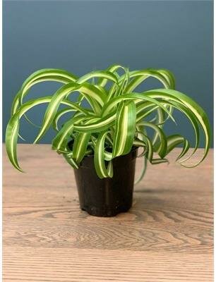 Spider Plant 'Curly Sue'