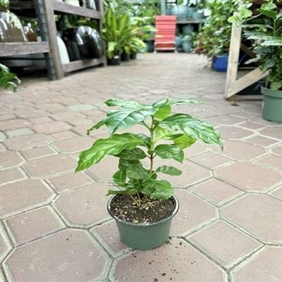 Coffee Plant