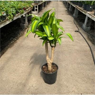 Corn Plant single cane