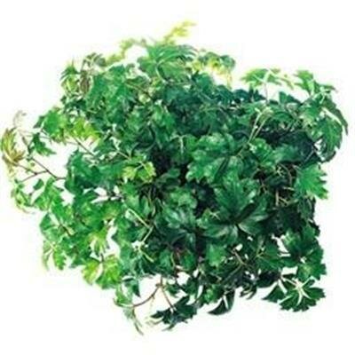 Danish Ivy