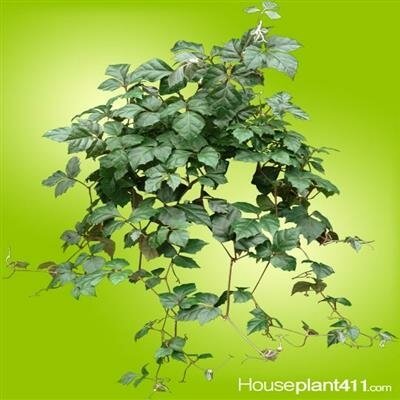 Danish Ivy Hb