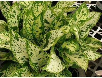 Assorted Dieffenbachia