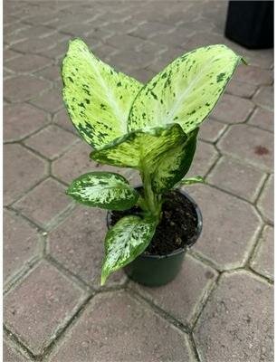 Dieffenbachia Amy