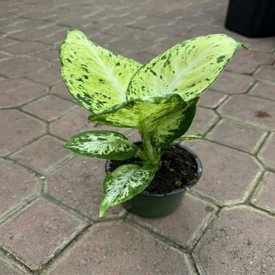 Dieffenbachia Amy