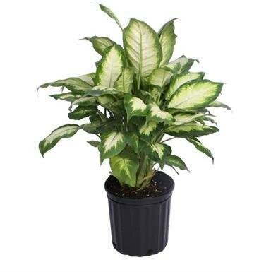 Dieffenbachia Camille