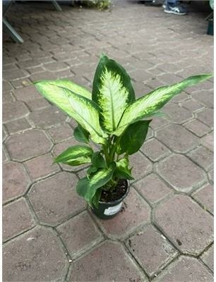 Dieffenbachia Camille - Triple Tree Nurseryland