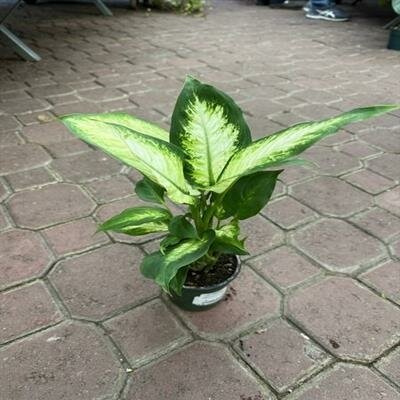 Dieffenbachia Camille