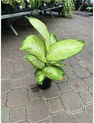 Dieffenbachia Mariana