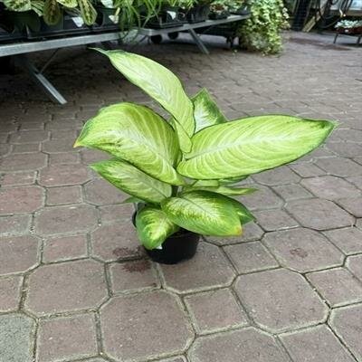 Dieffenbachia Mariana