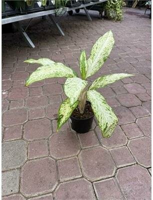 Dieffenbachia Starbright