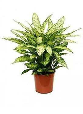 Dieffenbachia Vesuvius