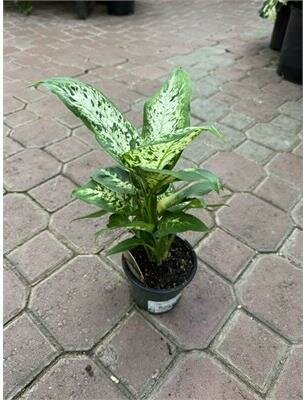 Dieffenbachia Perfection