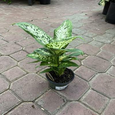 Dieffenbachia Perfection - image 1