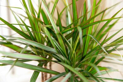 Dracaena Marginata