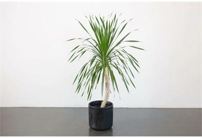 Dracaena Arborea Single