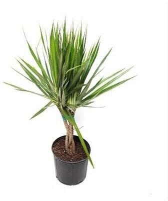 Dracaena Marginata Braid