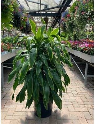 Dracaena Art Carmen - image 1