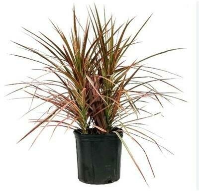 Dracaena Colorama Bush