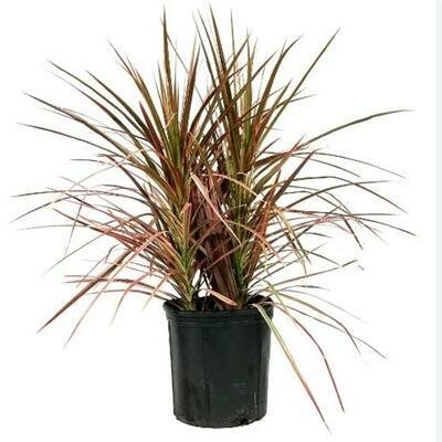 Dracaena Colorama Bush