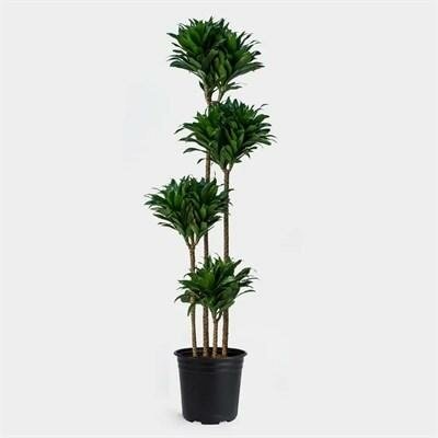 Dracaena Janet Craig Compacta Cane