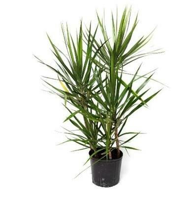 Dracaena Dragon Green Jewel 2PPP