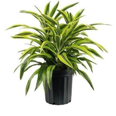 Dracaena Goldstar Bush