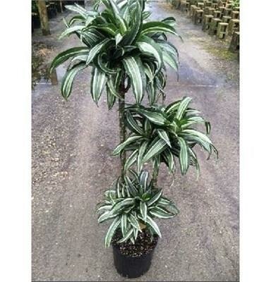 Dracaena Jade Jewel 3-2-1 Cane