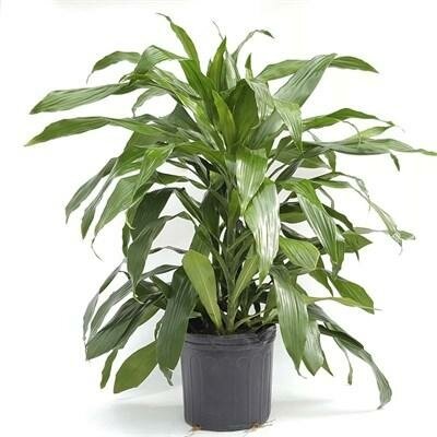 Dracaena Janet Craig Compact Bush