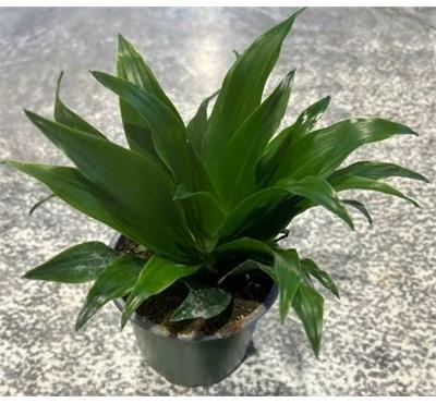 Dracaena Janet Craig Compacta