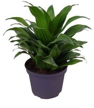 Dracaena Janet Craig Compacta