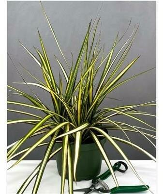 Dracaena Ray of Sunshine