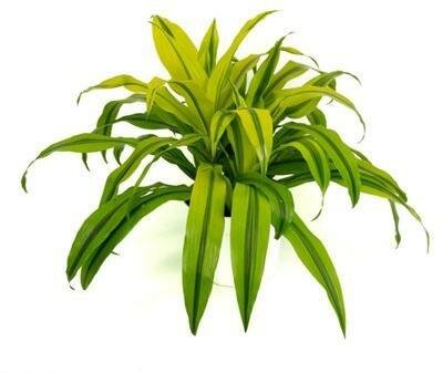 Dracaena Kristi