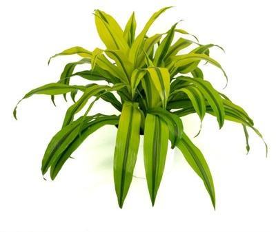 Dracaena Kristi