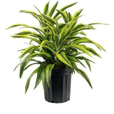 Dracaena Lemon Lime