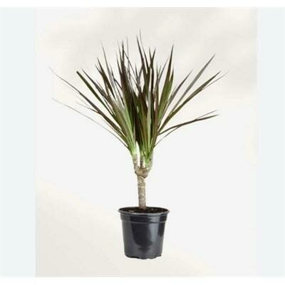 Dracaena Marginata Bicolour