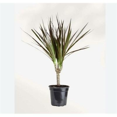 Dracaena Marginata Bicolour