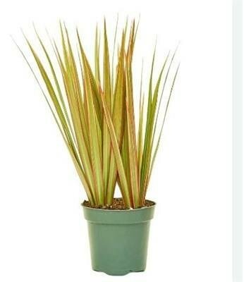Dracaena Marginata Bicolour