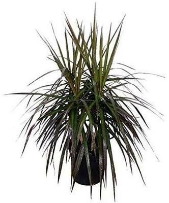 Dracaena Marginata Bush