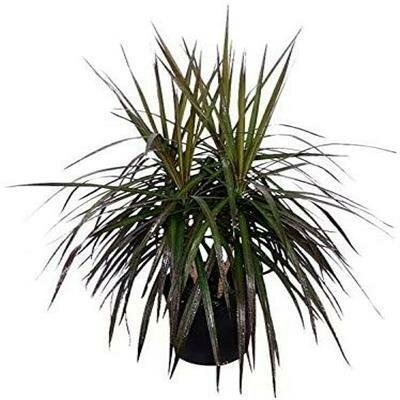 Dracaena Marginata Bush