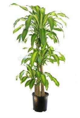 Dracaena Corn Plant 4-3-2