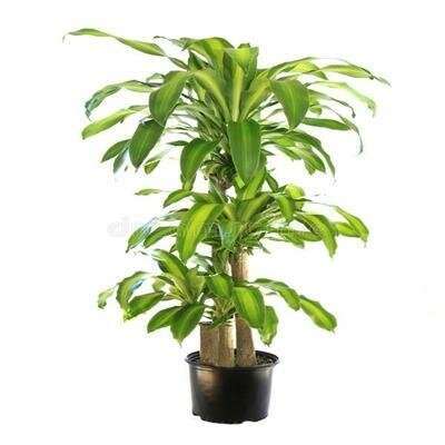 Dracaena Corn Plant 4-3-2