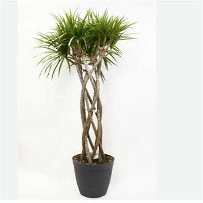 Dracaena Magenta Open Weave Braid