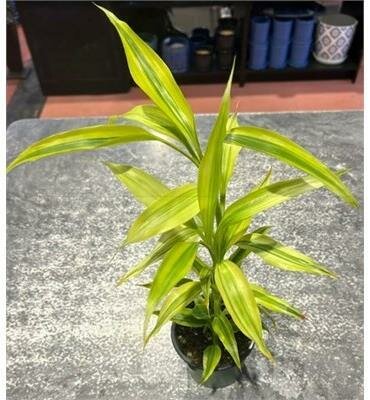 Dracaena Ribbon Plant