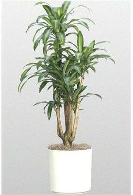 Dracaena Marginata