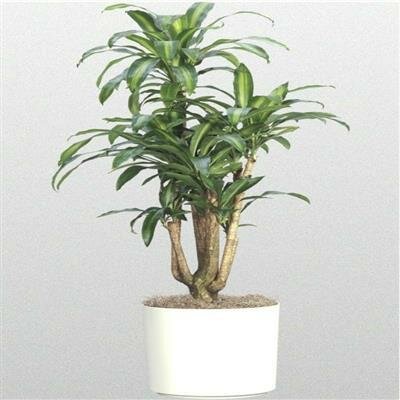Dracaena Marginata - image 2